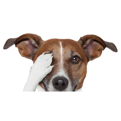 Autocolante realiste pentru mașină Jack Russell Terrier Autocolant Placă de surf Decal Fine Graffiti Autocolant Vinil Material Impermeabil Decorare