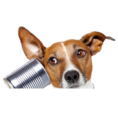 Autocolante realiste pentru mașină Jack Russell Terrier Autocolant Placă de surf Decal Fine Graffiti Autocolant Vinil Material Impermeabil Decorare