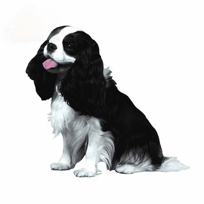 FUYOOHI Αστεία αυτοκόλλητα Εξωτερικά αξεσουάρ Cavalier King Charles Spaniel Αυτοκόλλητο αυτοκινήτου βινυλίου Graffiti Decal Decal KK