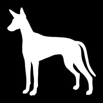 12,7*12,7cm Ibizan Hound Dog Vinyl Decal Silhouette Αυτοκόλλητα αυτοκινήτου Διακοσμητικό προφυλακτήρα στυλ αυτοκινήτου Μαύρο/Ασημί S1-1199