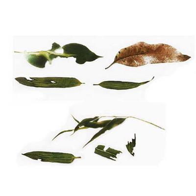 5 τμχ Διακοσμητικό αυτοκόλλητο ρητίνης 3DSimulation Fish Lotus Duckweed UV Fit Molds DIY Micro Landscape Θήκη τηλεφώνου Scrapbooking Αυτοκόλλητο