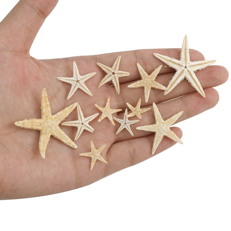 1 doboz natúr tengeri csillag tengeri kagyló Beach Craft természetes tengeri csillagok barkácsolás tengerpart esküvői dekoráció epoxigyanta kézműves 1-5 cm