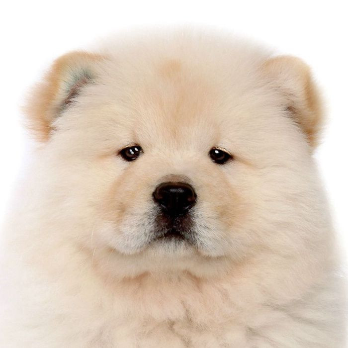 2021 Aranyos Chow Chow Kutya Állat Aranyos Kulcstartó pénztárca Kézitáska Bűvész táska Autó Női Férfi Lányok Fiúk Szeretik Ékszer karácsonyi K159