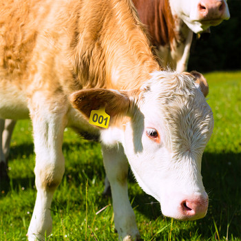 Ετικέτες αυτιών βοοειδών Ετικέτες αυτιών ζώων Πλαστική ετικέτα αναγνώρισης ζωικού κεφαλαίου TPU με αριθμό για πρόβατο αγελάδας χοίρου 100 τμχ