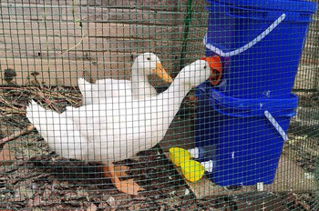 Τροφοδότης πόσιμου νερού για κοτοπουλάκια Duck Goose Turkey QuailAutomatic Chicken Water Cup Waterer Bowl Kit Farm Coop Poultry Waterer