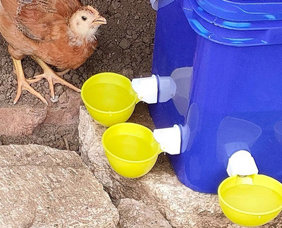 Joogivee söötja tibudele Pardi hani kalkuni vutt Automaatne kana veetassi jootmiskaussi komplekt Farm Coop linnuliha jootja