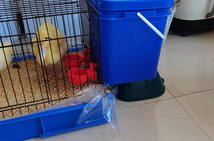 Hranilica za pitku vodu za piliće Patka Guska Purica Prepelica Automatska posuda za vodu za piletinu Pojilica za perad