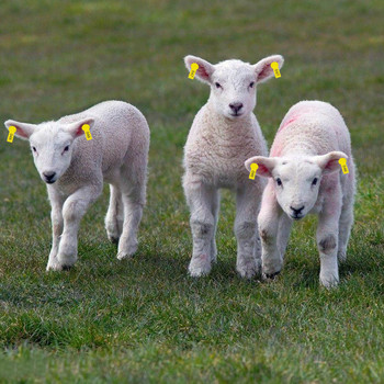 100 Σετ Soft TPU Animals Livestock Sheep Goat Ear Tags Πινακίδες αναγνώρισης για τον πληθυσμό αναπαραγωγής με κρέας καραντίνα