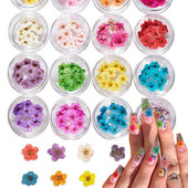1 cutie Narcise uscate flori Nail Art Decoratiuni DIY Floral Manichiura Decor Mixt Natural Nail Flower Ornamente flori uscate KDJF&9