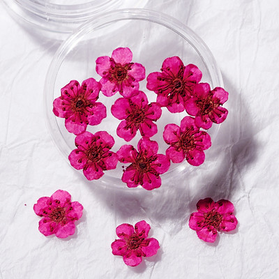 1 cutie Narcise uscate flori Nail Art Decoratiuni DIY Floral Manichiura Decor Mixt Natural Nail Flower Ornamente flori uscate KDJF&9