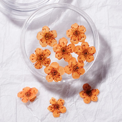 1 cutie Narcise uscate flori Nail Art Decoratiuni DIY Floral Manichiura Decor Mixt Natural Nail Flower Ornamente flori uscate KDJF&9