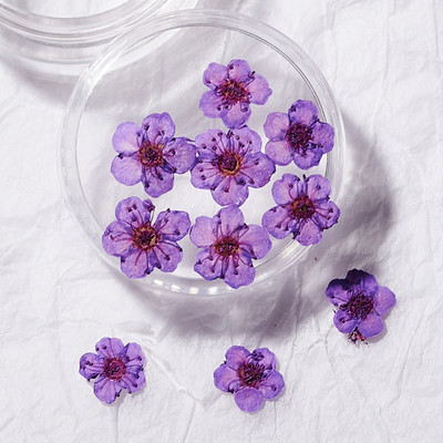 1 cutie Narcise uscate flori Nail Art Decoratiuni DIY Floral Manichiura Decor Mixt Natural Nail Flower Ornamente flori uscate KDJF&9