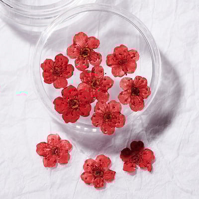 1 cutie Narcise uscate flori Nail Art Decoratiuni DIY Floral Manichiura Decor Mixt Natural Nail Flower Ornamente flori uscate KDJF&9