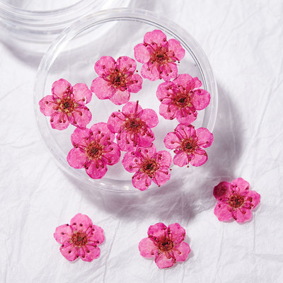 1 cutie Narcise uscate flori Nail Art Decoratiuni DIY Floral Manichiura Decor Mixt Natural Nail Flower Ornamente flori uscate KDJF&9