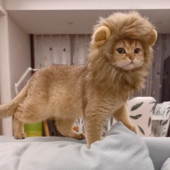 Сладка котешка перука с лъвска грива Pet Small Dog Cats Costume Lion Mane Wig Cap Hat for Cat Dogs Fancy Costume Cosplay Toy Pet Accessories