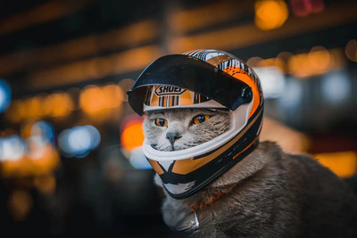 Naminių gyvūnėlių motociklo šalmas, viso veido motociklo šalmas Lauko motociklininko šalmo kepurė, skirta kačių šuniuko šalmui, naminių gyvūnėlių reikmenys