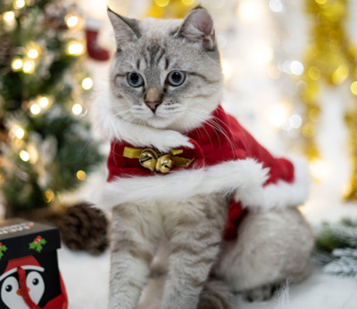 Smiješna mačja traka za kosu Štene Pas Mačka Pokrivala Odjeća Nova godina Pelerina za kućne ljubimce Pokrivala za glavu Plašt Božićna odjeća za kućne ljubimce