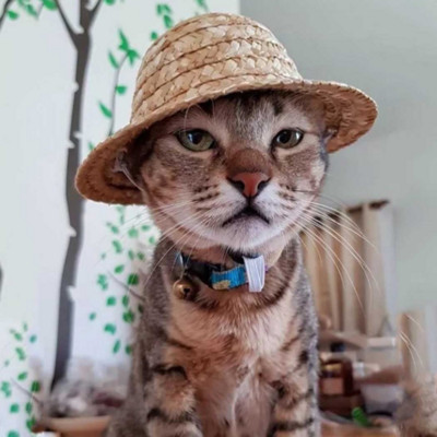 Hawaii peomüts Vintage reguleeritav rihm mood õlgpäikesekübar Lemmiklooma mütsid Lemmiklooma kostüüm kassikoerale Lemmikloomarõivaste tarvikud