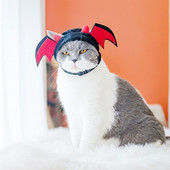 Festivalski šešir za mačku Životinja Meka tkanina Ogrća za glavu za psa Zabavni pribor za mačke za kućne ljubimce Božićni dodaci za cosplay Kućni ljubimci Odjeća za Noć vještica