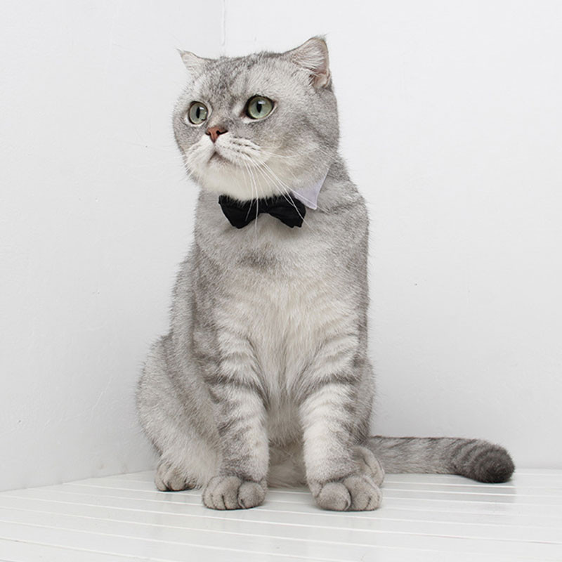 Mājdzīvnieka kaķa tauriņa regulējama mājdzīvnieka kaklasaites kostīms, oficiāla suņa kaklasiksna maziem suņiem un kaķiem Mājdzīvnieku aksesuāri kāzu ballītei