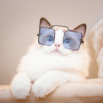 Квадратно куче, котка, очила за домашни любимци за продукти за домашни любимци, облекло за очи, слънчеви очила за домашни любимци, снимки, реквизит, аксесоари, стоки за домашни любимци, очила за котки, играчка за коте