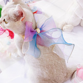 Lint Satiinist Kassipoeg Kassi kaelarihm Pärlhaldjas Gradient Koer Vibusõlme Kaelakee Peakaunistus Lemmiklooma vibud Kassitarvikud Ragdoll Silvercat