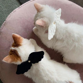 Cute Little Angel Wings Cat Small Dog Pet Collar Kaklarota Vilces