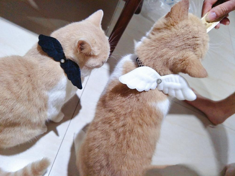 Cute Little Angel Wings Cat Small Dog Pet Collar Kaklarota Vilces