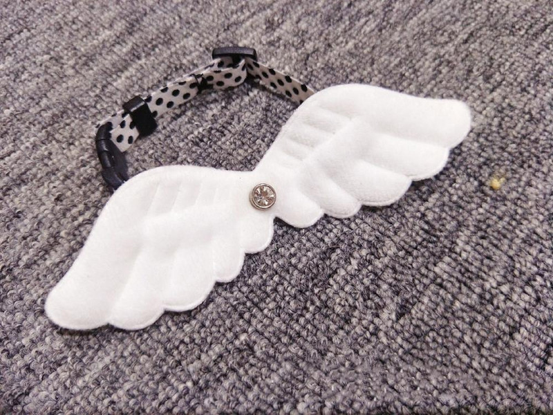 Cute Little Angel Wings Cat Small Dog Pet Collar Kaklarota Vilces