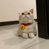 Mačji vrat na rukavima Zvona Ogrlica za sijamsku mačku Dodaci za kućne ljubimce Ručno izrađena ogrlica Mačka Britanska kratka vunena simpatična ogrlica