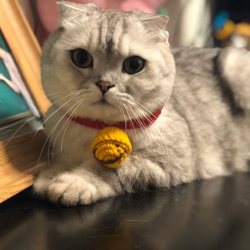 Mačji vrat na rukavima Zvona Ogrlica za sijamsku mačku Dodaci za kućne ljubimce Ručno izrađena ogrlica Mačka Britanska kratka vunena simpatična ogrlica