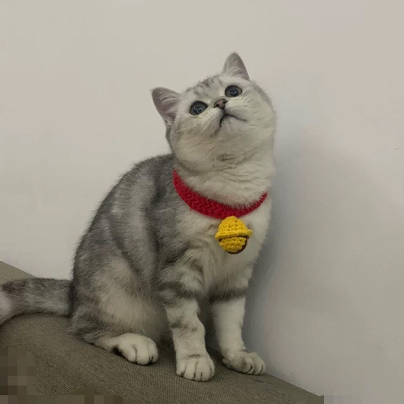 Mačji vrat na rukavima Zvona Ogrlica za sijamsku mačku Dodaci za kućne ljubimce Ručno izrađena ogrlica Mačka Britanska kratka vunena simpatična ogrlica