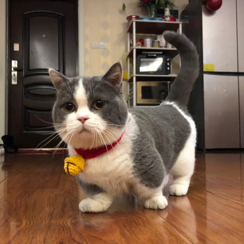 Mačji vrat na rukavima Zvona Ogrlica za sijamsku mačku Dodaci za kućne ljubimce Ručno izrađena ogrlica Mačka Britanska kratka vunena simpatična ogrlica