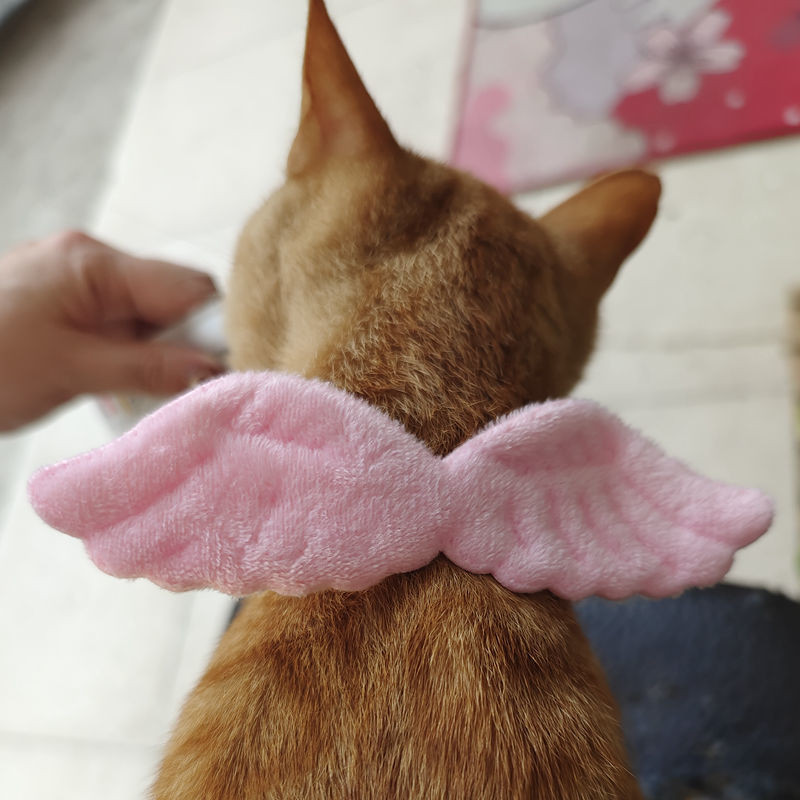 mačka anđeo ovratnik pribor za kućne ljubimce pribor za mačiće odjeća za mačke zec pribor kućni ljubimac