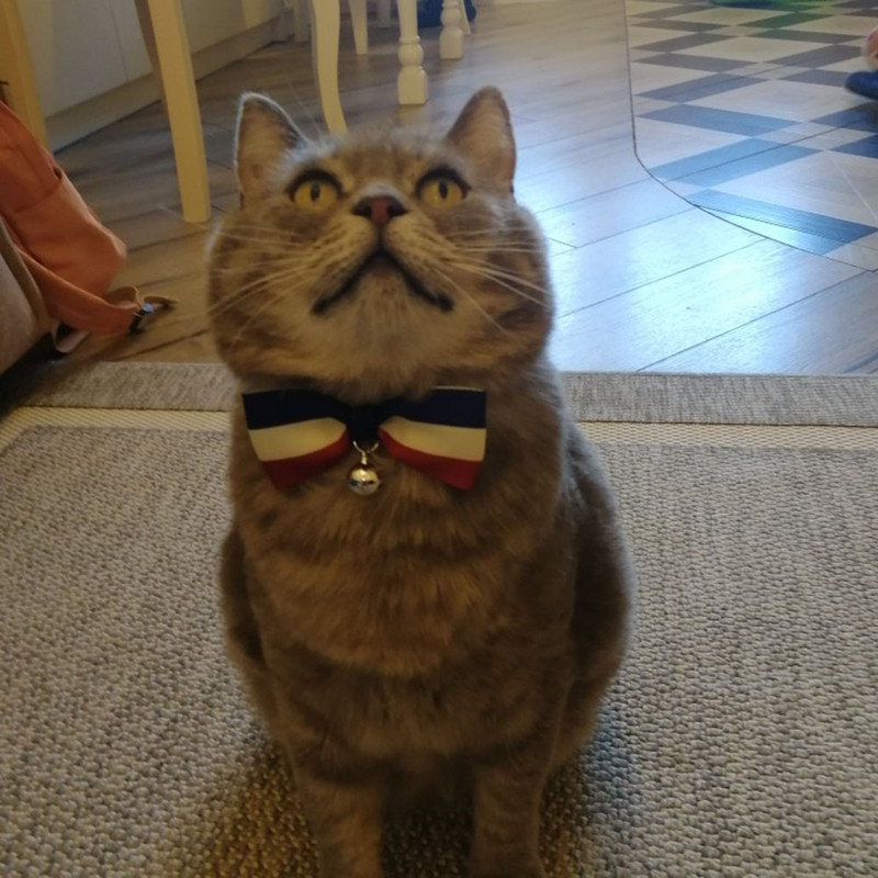 Dodaci za njegu mačaka za kućne ljubimce Ogrlica za mačke s leptir mašnom i zvonom sa slatkim printom, podesiva ogrlica s leptir mašnom za psa, mačku za kućne ljubimce