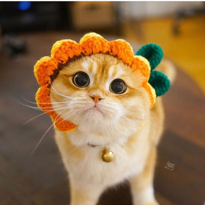 Mājdzīvnieka cepure Ar rokām austa jauki mājdzīvnieku rotaslietas kaķu suns multfilma ballīte mājdzīvnieku galvassega Suņu aksesuāri maziem suņiem Mājas kaķis