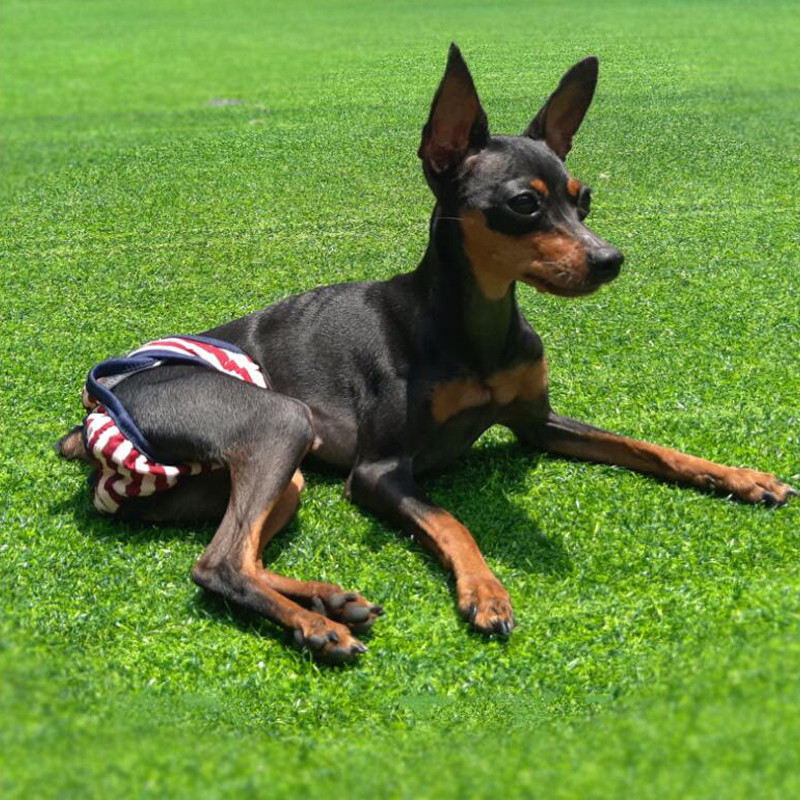 Pelene za pse Fiziološke hlače S-XL Sanitarne perive Ženske gaćice za pse Kratke hlače Donje rublje Gaćice za pse Podesivo