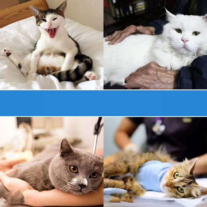 Hoopet Igračka za uže za pse Pas za žvakanje Zvučne igračke Četkica za pseće zube Interaktivna igračka za kućnu upotrebu Dodaci za velike male ljubimce