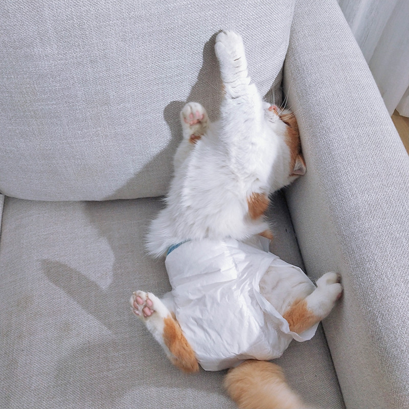 Hoopet Igračka za uže za pse Pas za žvakanje Zvučne igračke Četkica za pseće zube Interaktivna igračka za kućnu upotrebu Dodaci za velike male ljubimce