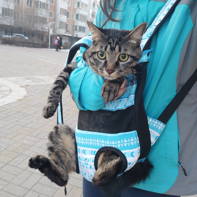 Lauko šunų kuprinė Tinkliniai šunų nešikliai Nešiojami šuniukų kelioniniai kvėpuojantys šunų krepšiai mažiems šunims Čihuahua nešiotojai šunų priedai