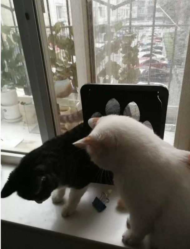 NOVO Velika veličina Vrata za kućne ljubimce Sef Magnetski zaslon koji se može zaključati Vanjski Psi Mačke Prozor Vrata Kuća Slobodno uđite Modni vrt Jednostavna instalacija