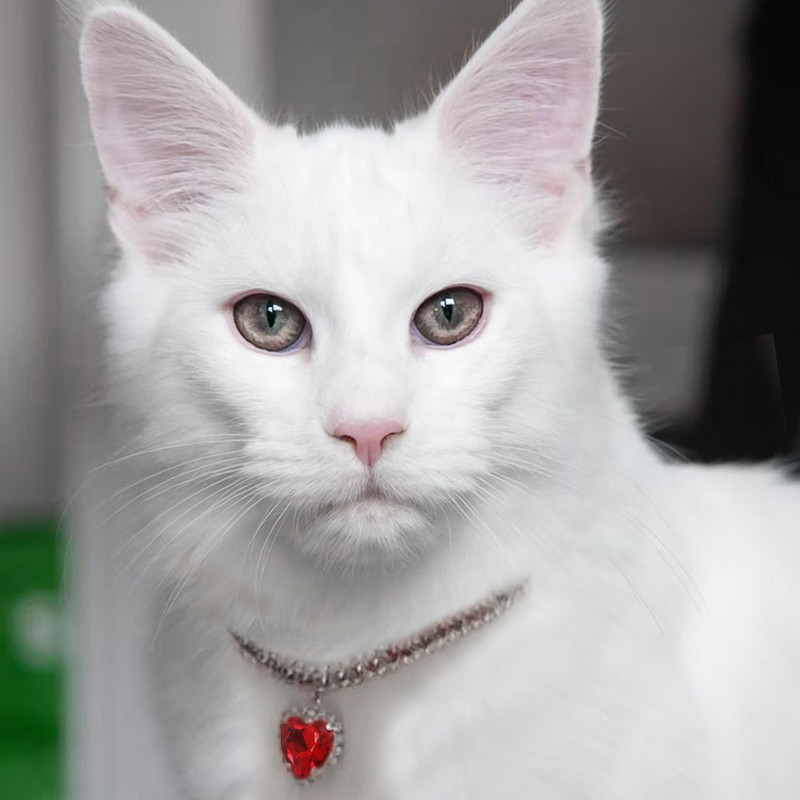 Luksuzna dijamantna ogrlica za kućne ljubimce, kristalna ogrlica za pse, mačke, ogrlice, privjesak, ogrlice s dijamantima, dodaci za kućne ljubimce za male pse, štene, mače