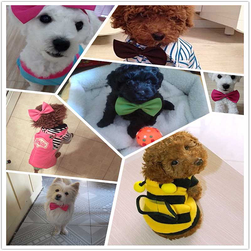 Kućni ljubimac, mačka, pseća ogrlica, leptir mašna, podesiva traka za vrat, mačka, dodaci za njegu pasa, proizvodi za štene