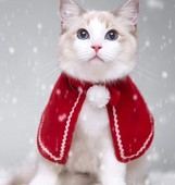 Mačji ogrtač sa zvonom Božićna odjeća Novogodišnji ljubimac Crveni ogrtač Pokrivalo za glavu Plašt Odjeća za kućne ljubimce