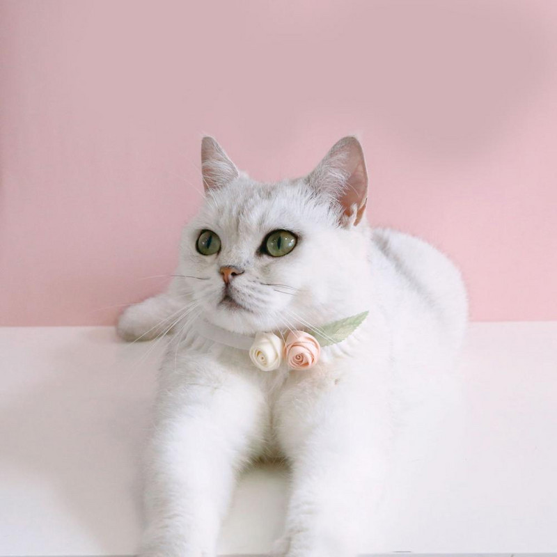 Podesiva kopča s jastogom Dizajn ogrlice za kućne ljubimce 3D cvjetni ukras Ogrlica za mačke Elastična ukrasna baršunasta ogrlica za kućne ljubimce Oprema za kućne ljubimce