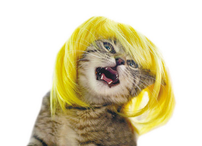 [MPK kačių perukai] Geltonos ir mėlynos spalvos kačių perukai, naminių gyvūnėlių perukai, juokingi kačių perukai, katės kostiumas