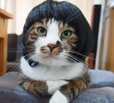 [MPK kačių perukai] Geltonos ir mėlynos spalvos kačių perukai, naminių gyvūnėlių perukai, juokingi kačių perukai, katės kostiumas