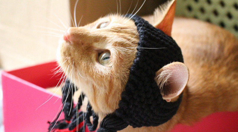 [MPK trgovina] Slatki konjski repovi za mačke, pokrivala za mačke, pokrivala za mačiće, kostimi za kućne ljubimce