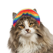 Bejzbolska kapa za pse Pseća kapa za sunčanje s obodom Sportovi na otvorenom za kućne ljubimce Zaštita od sunca Bejzbolska kapa s rupama za uši za mačke, pse Šareni SM