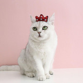 Sequins Design kaķu matu stīpa Spīdīgs vizuāls efekts Mājdzīvnieka kroņa galvassegas Saģērbt Kokvilnas kaķa kroņa galvassegu Mājdzīvnieku piederumi ballītei